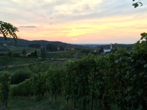 sunset over grapevines in piedmont italy