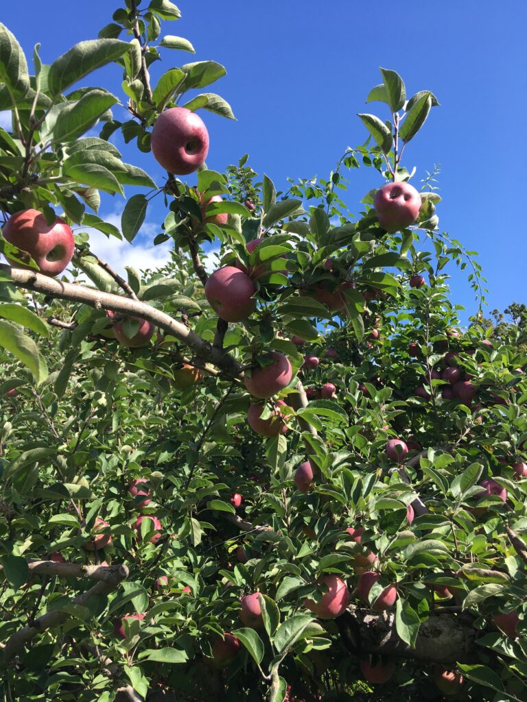 apples on tree at Clarkdale