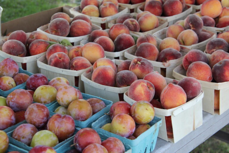 local peaches plums at August farm market