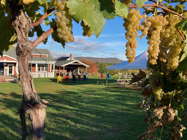 local vineyard tasting