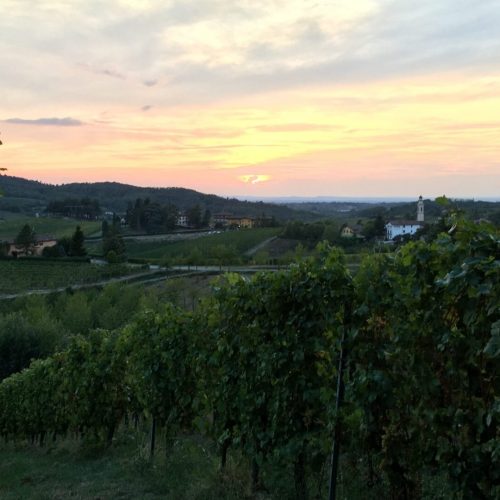sunset over grapevines in piedmont italy